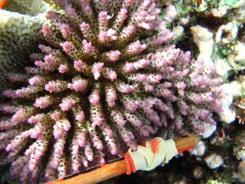 Purple Tip Staghorn coral
