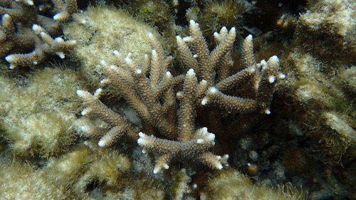 Yellow Staghorn coral