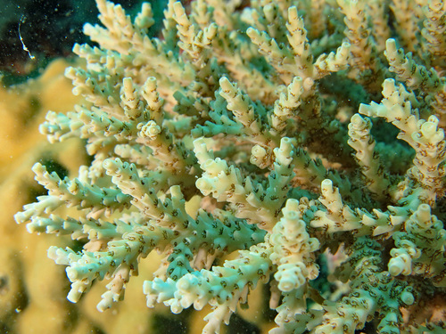 Purple Staghorn coral