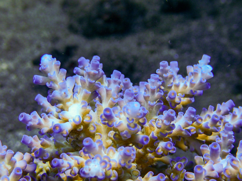 Purple Tip Staghorn coral