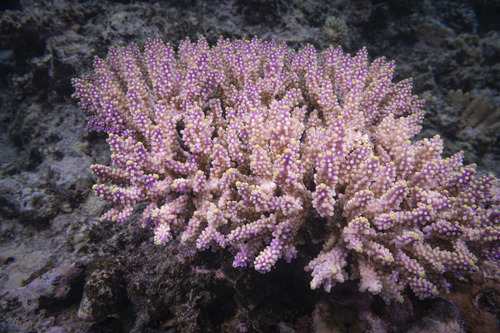 Purple Tip Staghorn coral