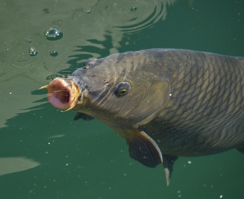 Ginrin Showa Koi