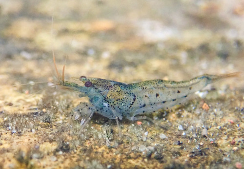 Golden Bee Rili Shrimp