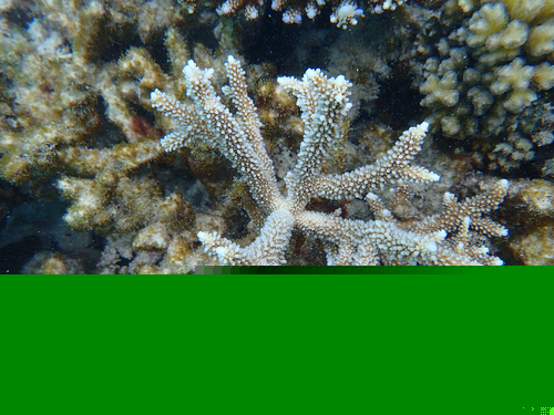 Green Staghorn coral