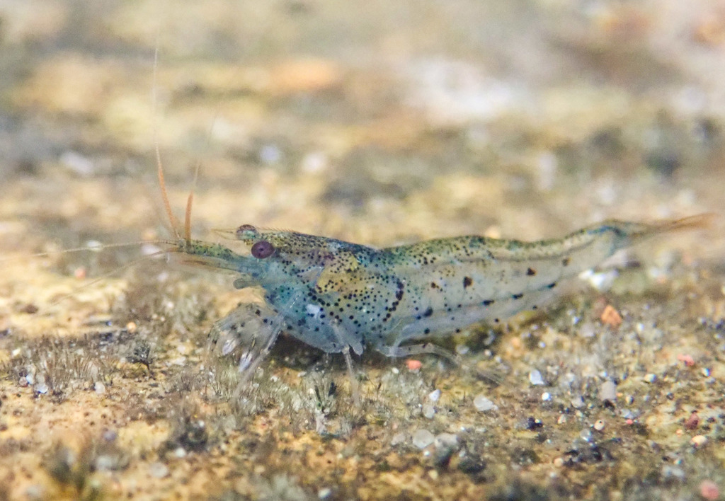 Mini Blue Sulawesi Shrimp (CAPTIVE BREEDING)