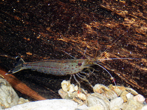 Amano Shrimp
