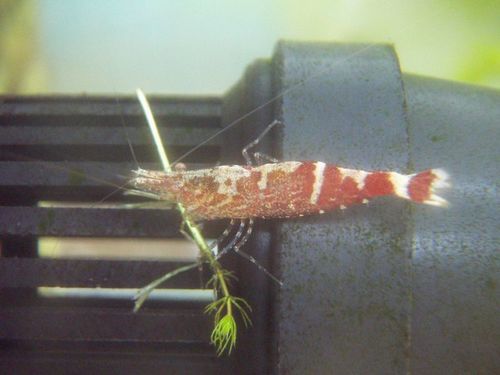 Ninja Shrimp