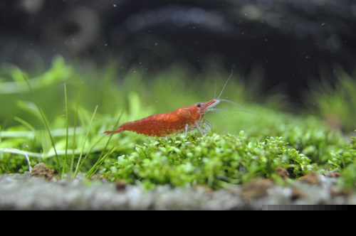 Green Jade Shrimp