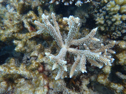 Horn Green Staghorn coral