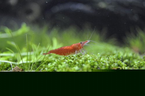 Black Cherry Shrimp