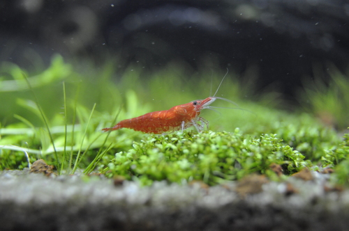 Blue Carbon Rili Shrimp