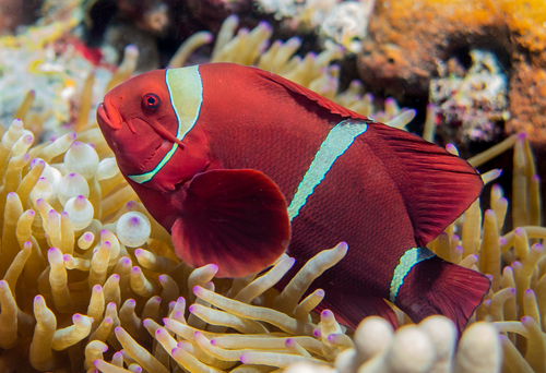 Gold Striped Maroon