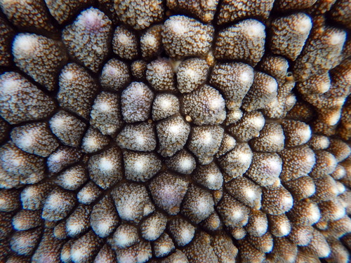 Red Staghorn coral