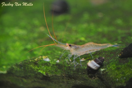 Blue Legs Poso Shrimp (CAPTIVE BREEDING)