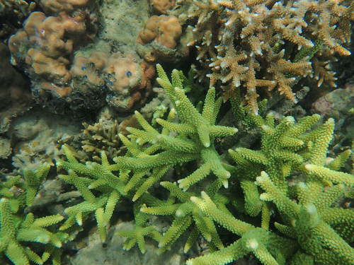 Blue Staghorn coral
