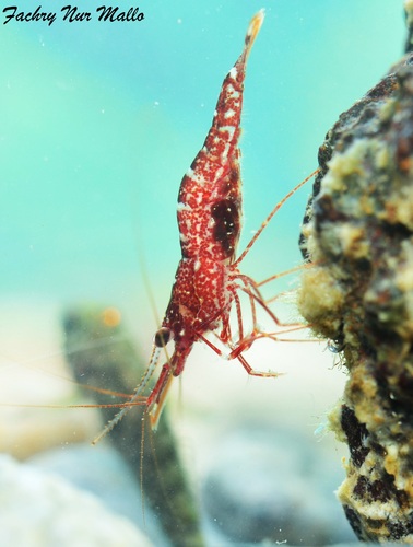 Red Orchid Sulawesi Shrimp (CAPTIVE BREEDING)