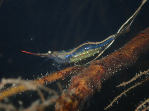 Pinocchio Shrimp