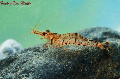 Sulawesi Six Banded Sulawesi Shrimp (CAPTIVE BREEDING)
