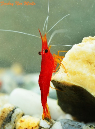 Yellow Cheek Sulawesi Shrimp (CAPTIVE BREEDING)