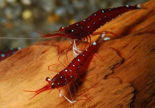 Sulawesi White Spot Shrimp (CAPTIVE Breeding)
