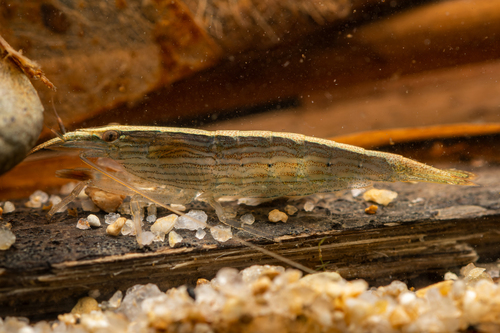 Bamboo Shrimp