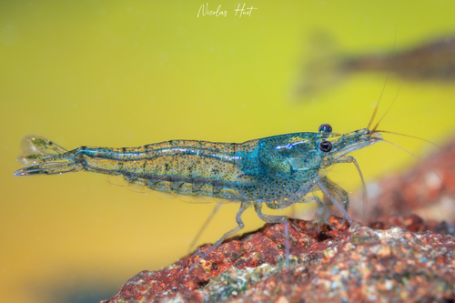 Barcaphalis Shrimp