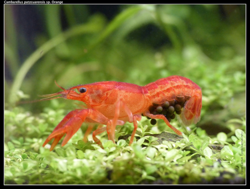 Orange Mini Mexican Crayfish (IDV-PACK)