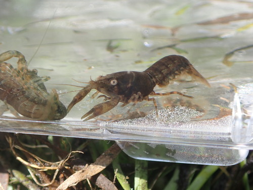 Blue Mini Mexican Crayfish