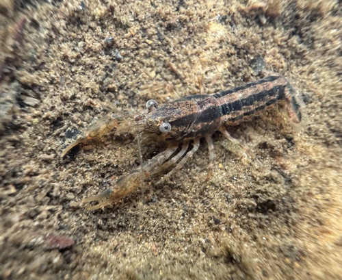 Cambarellus puer