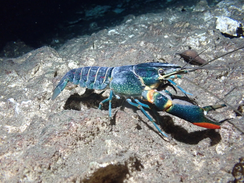 Blue Lobster