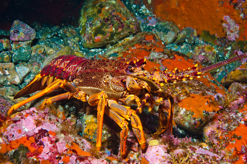Red Lobster