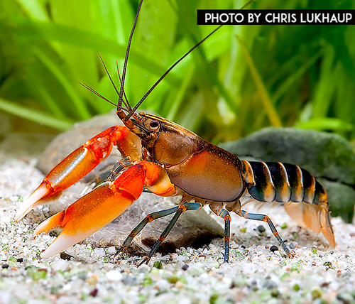 Papua Zebra Tiger Crayfish