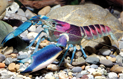 Papua Maroon Pulcher Crayfish