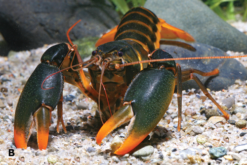 Papua Black Orange Tip Crayfish