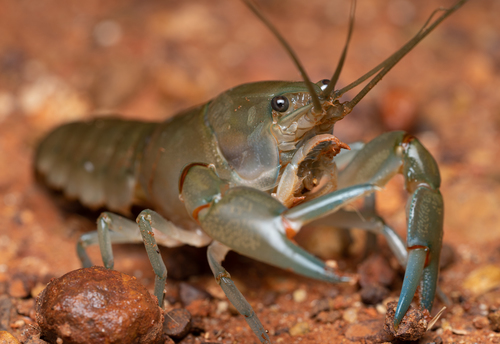 Papua Blue Legs Crayfish