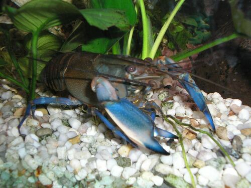 Papua APRICOT Crayfish