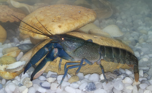 Papua RED Boesemani Crayfish (II)
