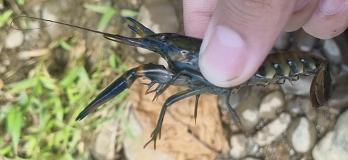 Papua Blue Claw Crayfish