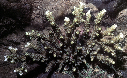 Purple Staghorn coral