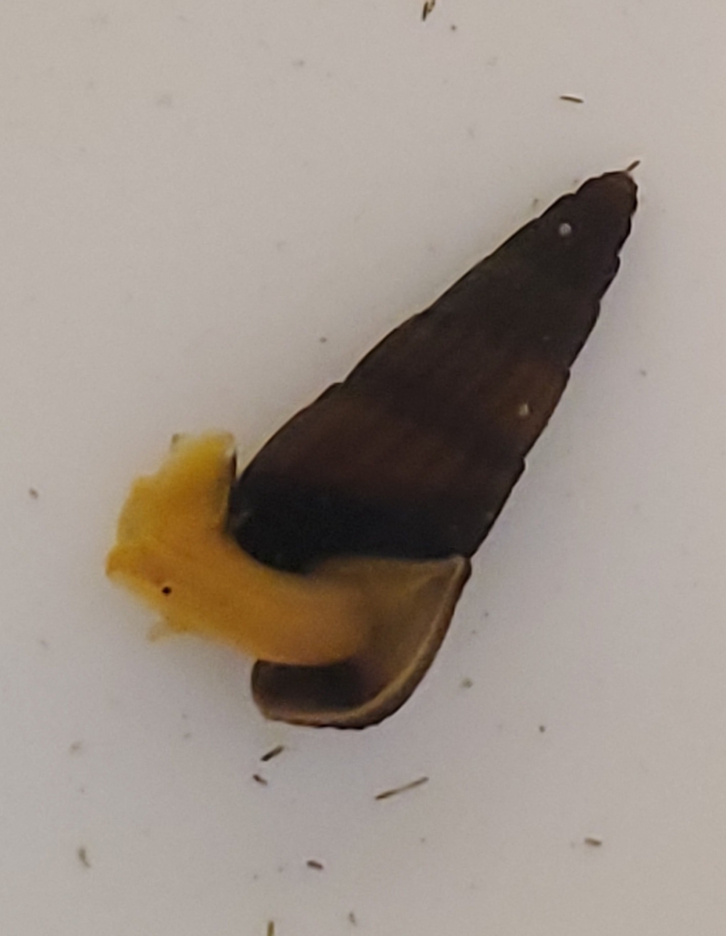 Orange Poso Rabbit Snail