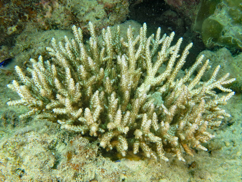 Purple Staghorn coral