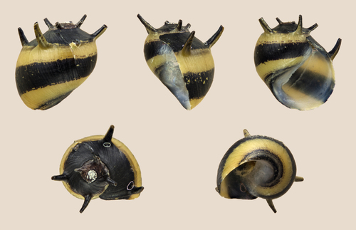 Assorted Horn Snail