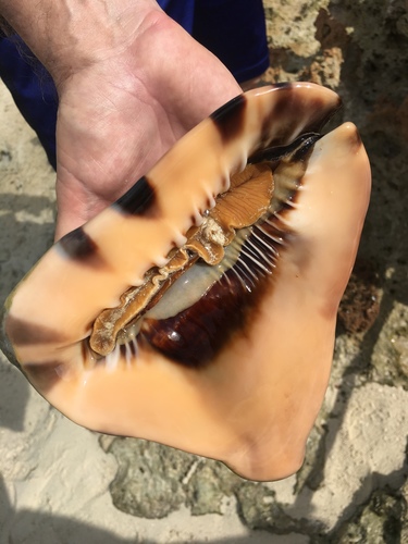 King Snail