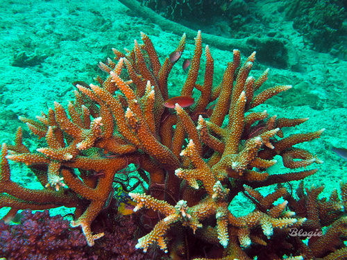 Green Staghorn coral