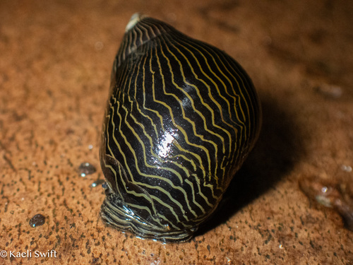 Tiger Snail