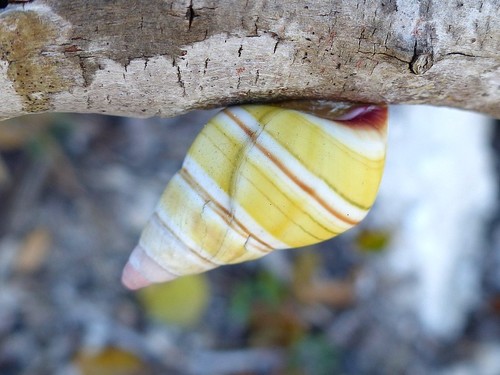 Tree Snail