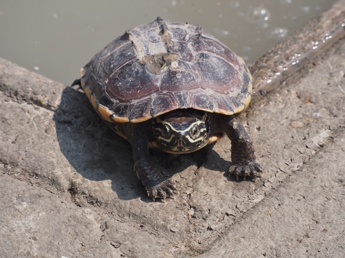 Turtle Snail