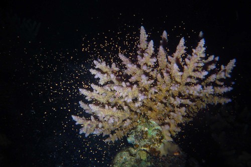 Green Staghorn coral
