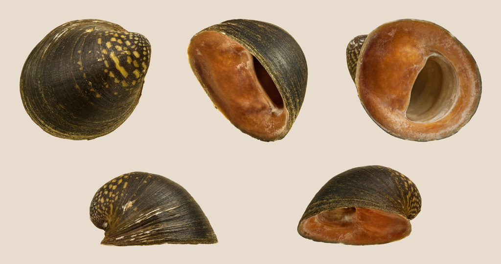 Batman Snail