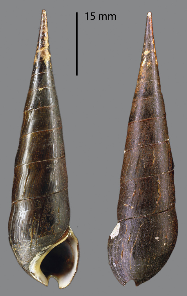 Mocha Faunus Snail